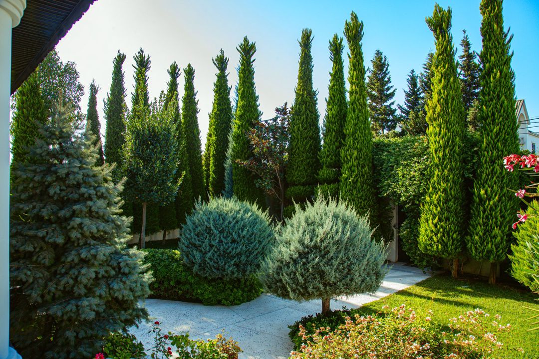 İcarəyə verilir 9 otaqlı həyət evi/bağ evi 700 m² — Ev, villa, Bakı (4)