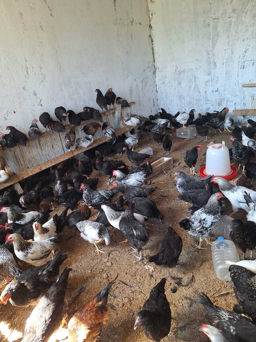 Ataks və F6 fərələri — Quşlar, Sumqayıt (4)