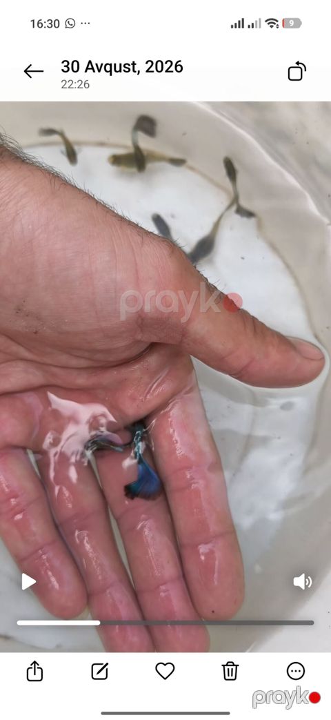 Quppi, Sülhsevər, Ünvandan götürmə — Bakı