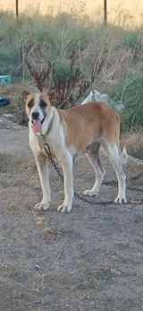 Qurdbasar, 2 il, Dişi, Peyvəndli — RƏŞAD