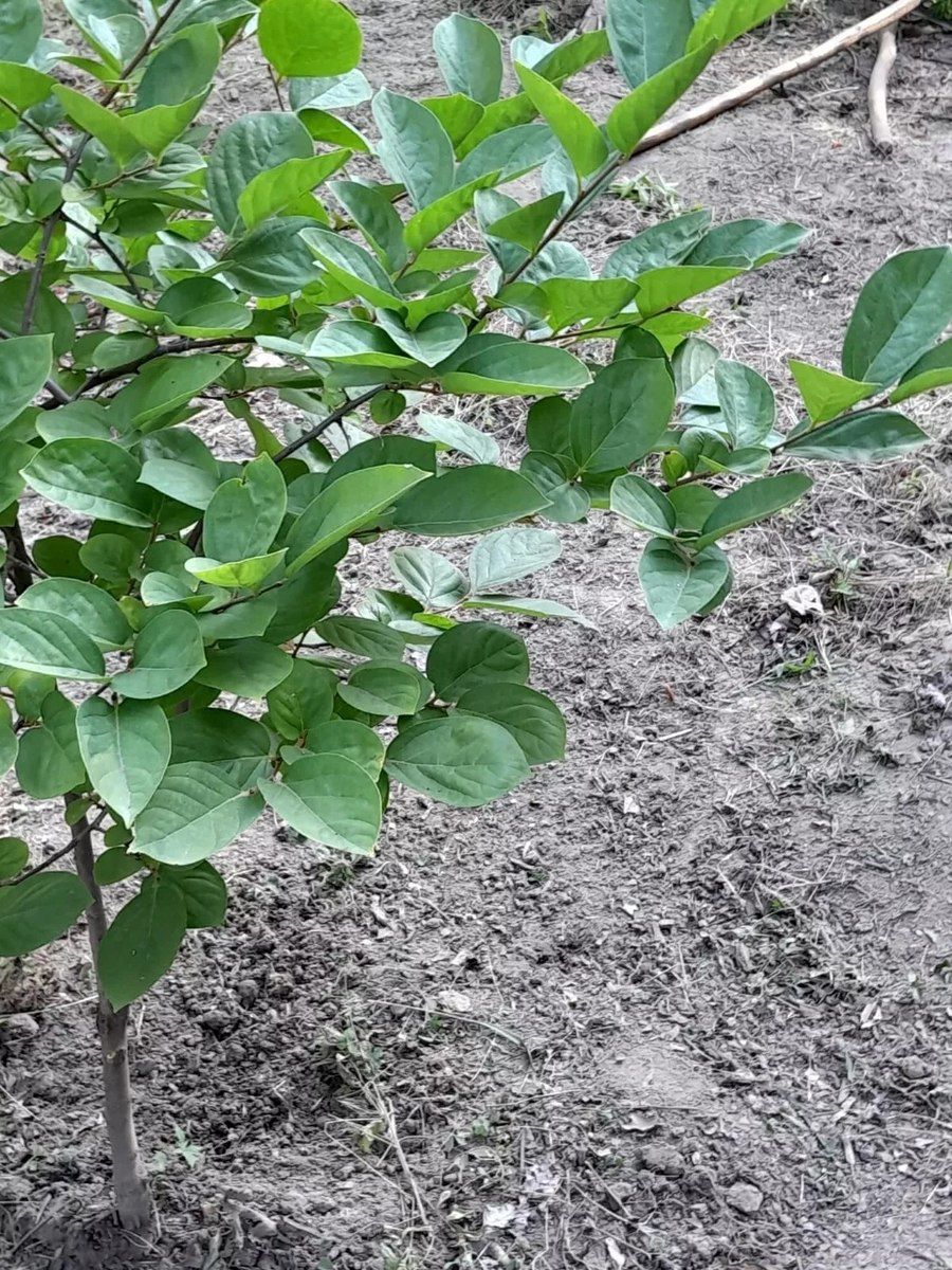 Bağ evi, Dəniz yolu 7-ci küç — Ev, villa, Mingəçevir (2)