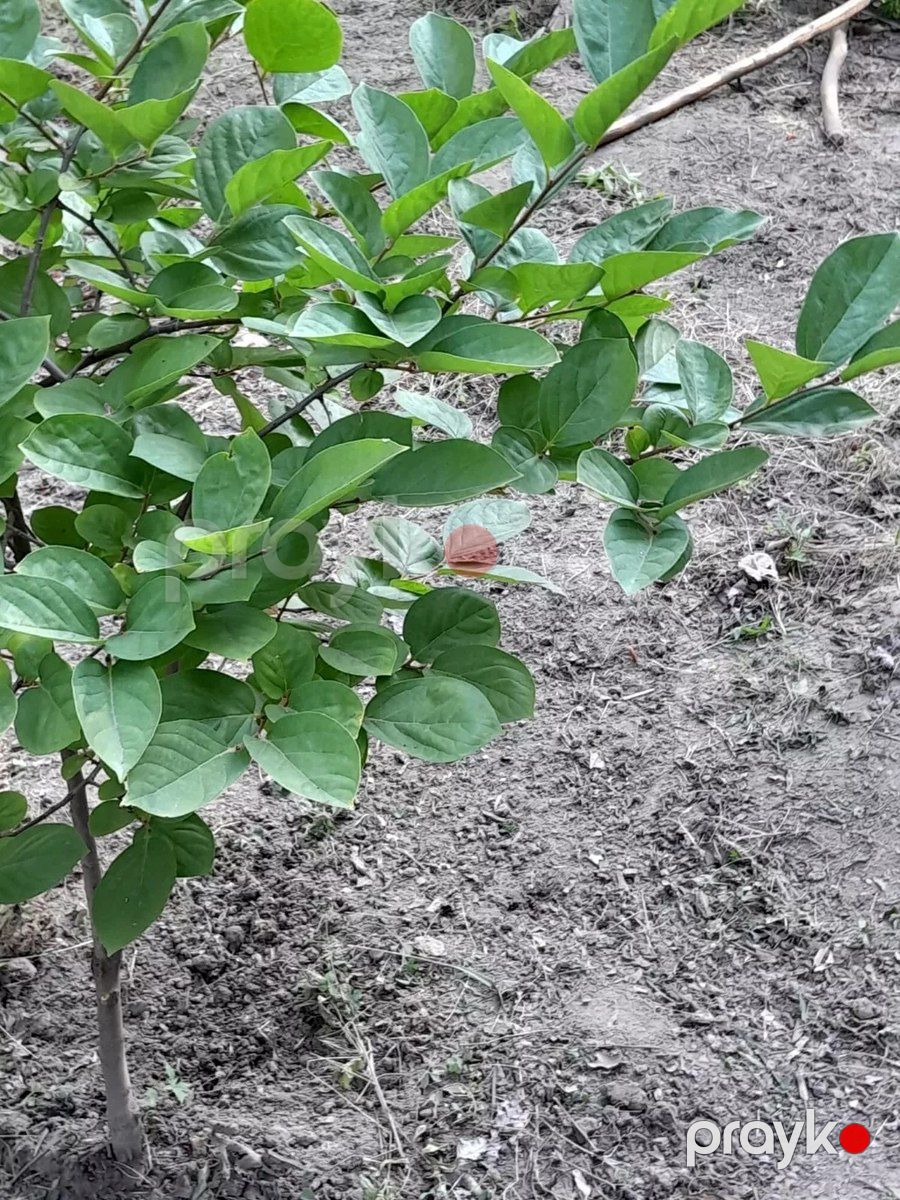 Bağ evi, Dəniz yolu 7-ci küç — Ev, villa, Mingəçevir (2)