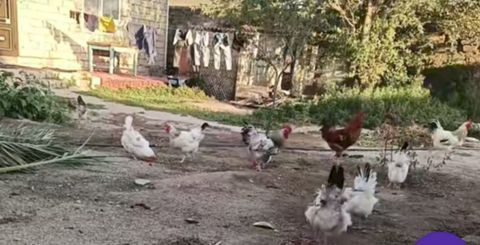 Xoruzlar — Bakı