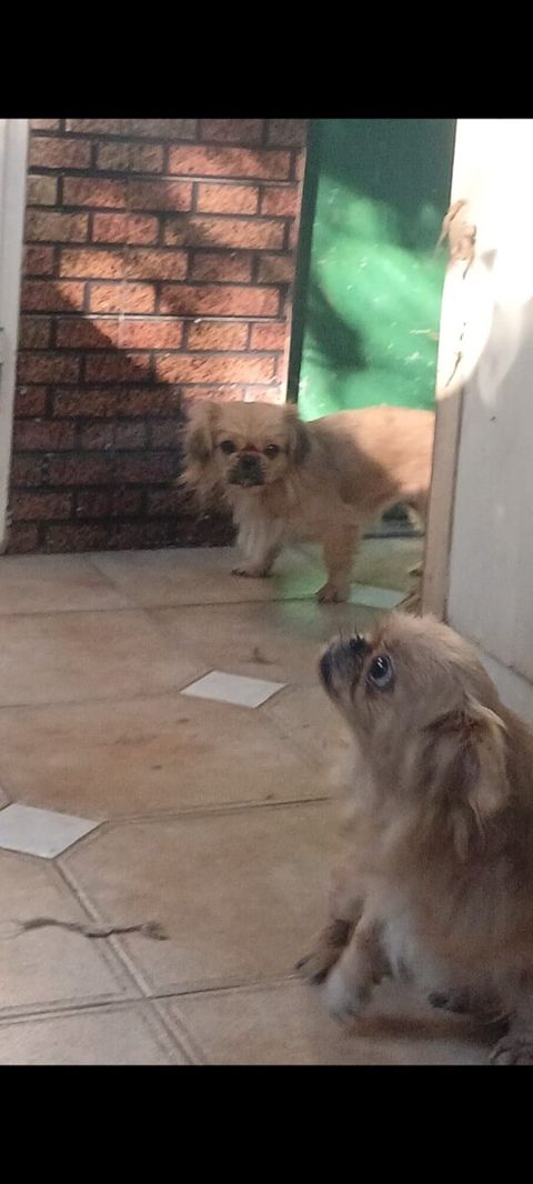Pekines — Bakı