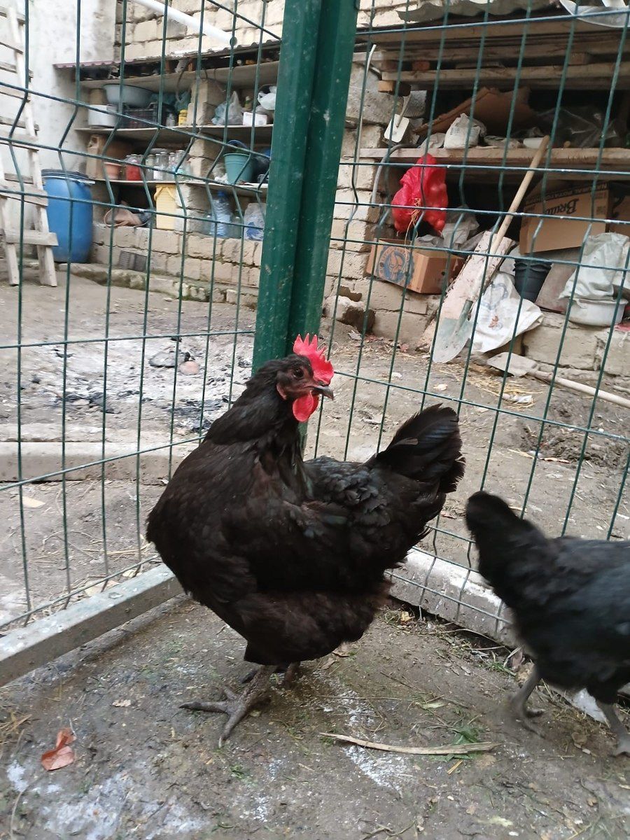 Avstralop yumurtası — Tərəvəz, meyvə və yaşıllıq, Bakı (12)