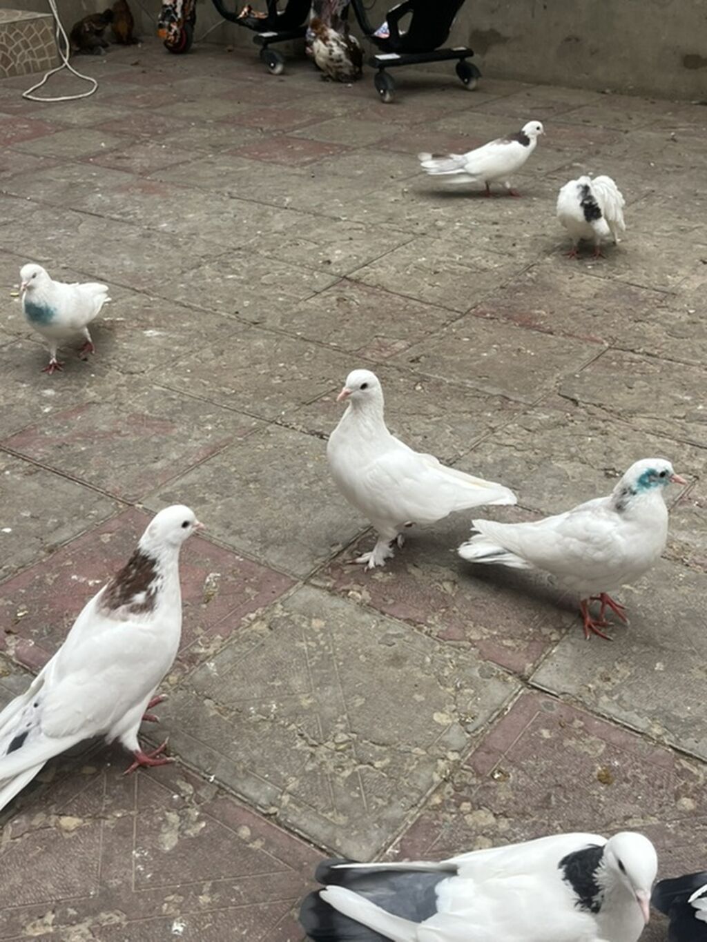 Boynu gulu maya ag erkekdi saglam heyvanardu unvan sabuncu qiymet 15 — Quşlar, Bakı (6)