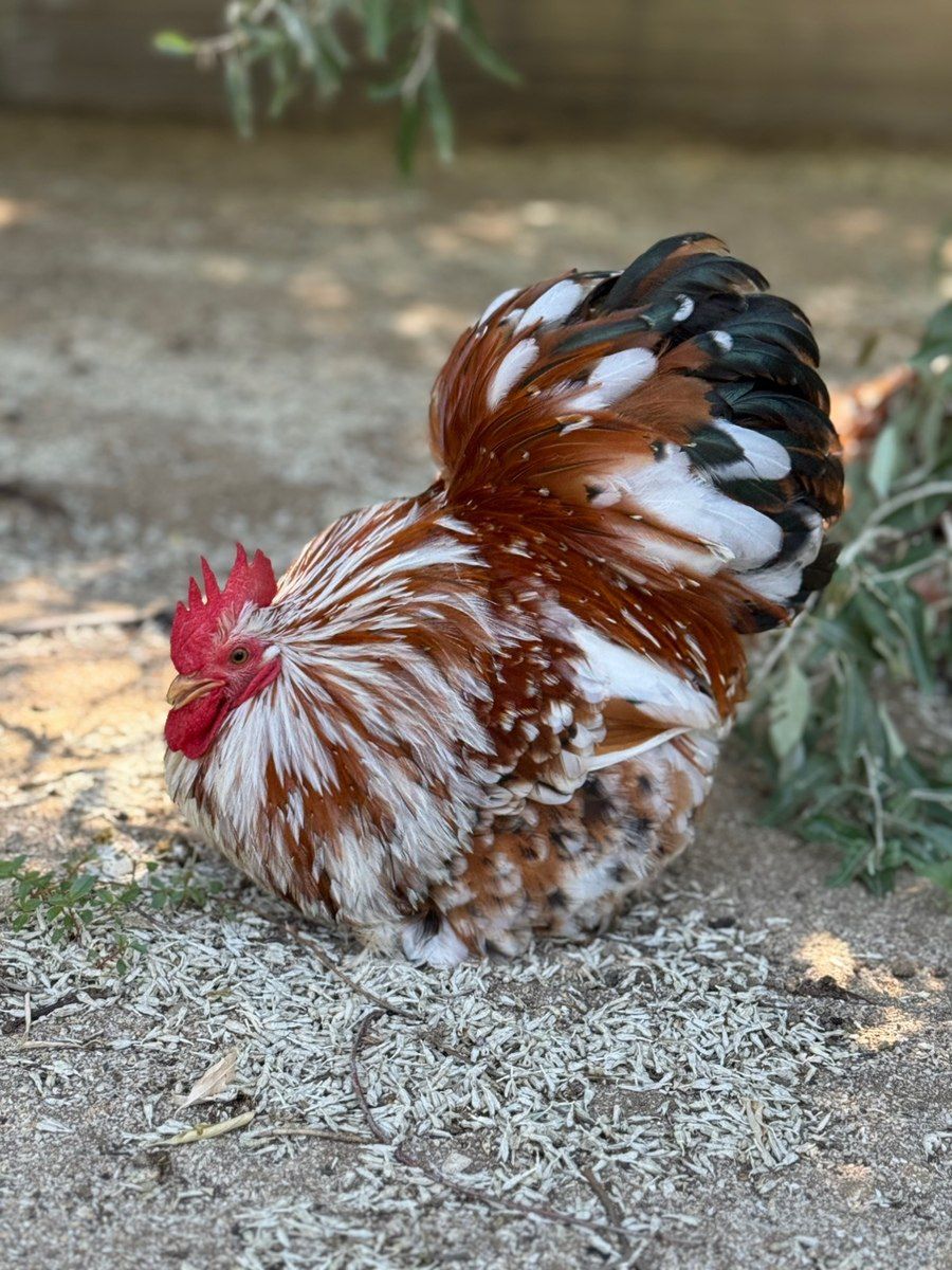 Porselen Karlik Koxin cücələri — Quşlar, Bakı (6)