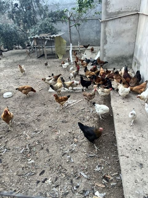 Qarışıq cins kənd toyuqları 2 illik yumurtayan toyuqıar — Digah