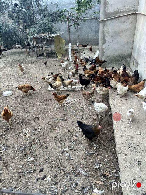 Qarışıq cins kənd toyuqları 2 illik yumurtayan toyuqıar — Digah