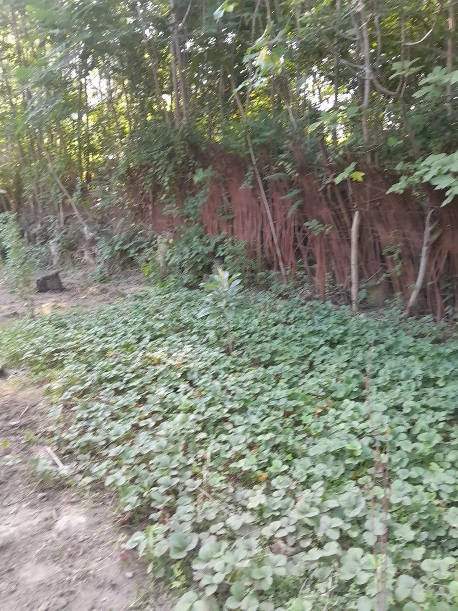 Bağ evi, Dəniz yolu 7-ci küç — Ev, villa, Mingəçevir (8)