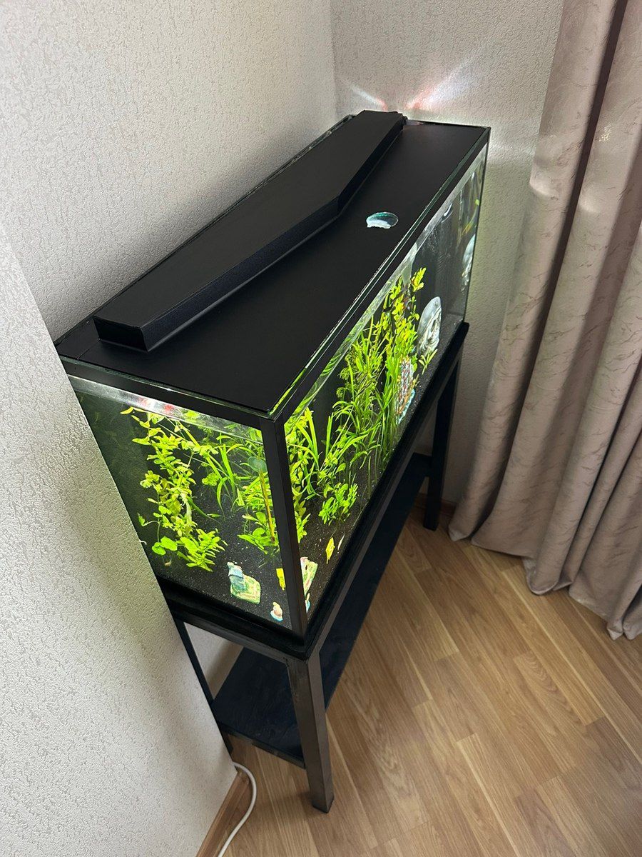 Akvarium — Akvariumlar və balıqlar, Bakı (3)