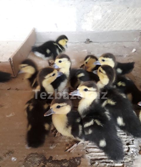 Mövzu: Lal ördək balaları Təsvir: 12 eded lal ordek balasi- 1i 5 azn — Bakı