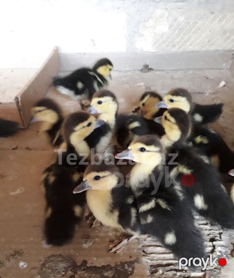 Mövzu: Lal ördək balaları Təsvir: 12 eded lal ordek balasi- 1i 5 azn — Bakı