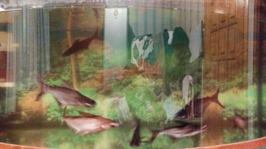 Akula, pangasius — Akvariumlar və balıqlar, Bakı (3)