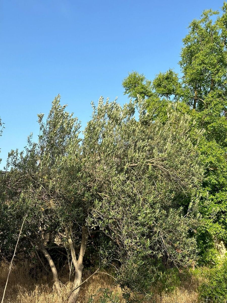 Satılır 7 otaqlı həyət evi/bağ evi 160 m² — Ev, villa, Bakı (4)