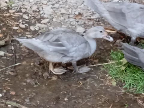 Təmiz cins Lavanda ördəylərim ayına görə qiymət dəyişir 9 manatdan 25 — Sumqayıt