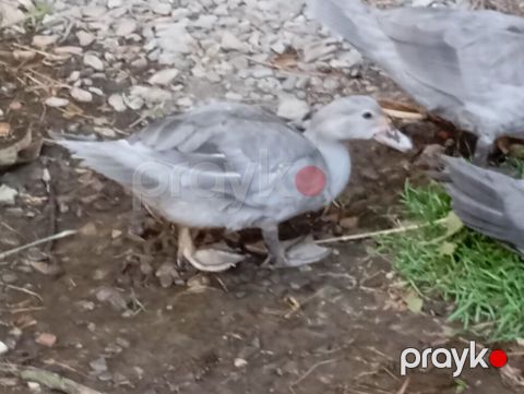 Təmiz cins Lavanda ördəylərim ayına görə qiymət dəyişir 9 manatdan 25 — Sumqayıt