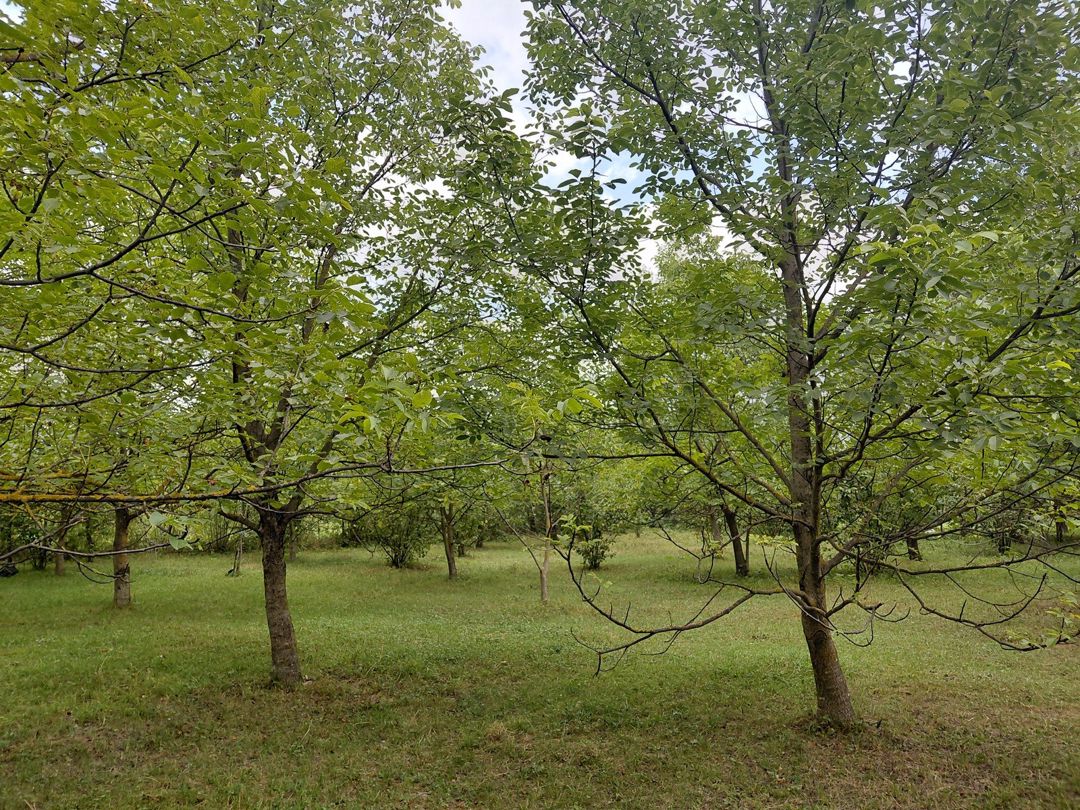 Satılır torpaq 29 sot — Torpaq, Quba (11)