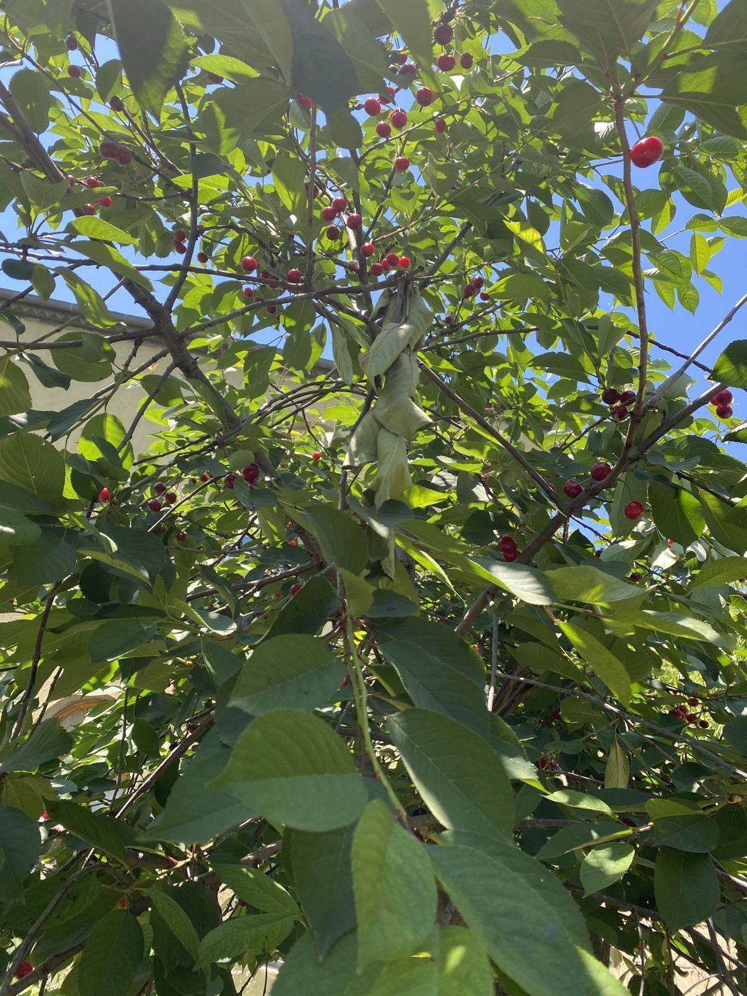 Satılır torpaq 20 sot — Torpaq, Bakı (6)