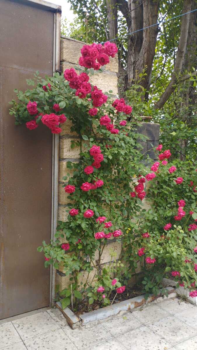 İcarəyə verilir 4 otaqlı həyət evi/bağ evi 140 m² — Ev, villa, Quba