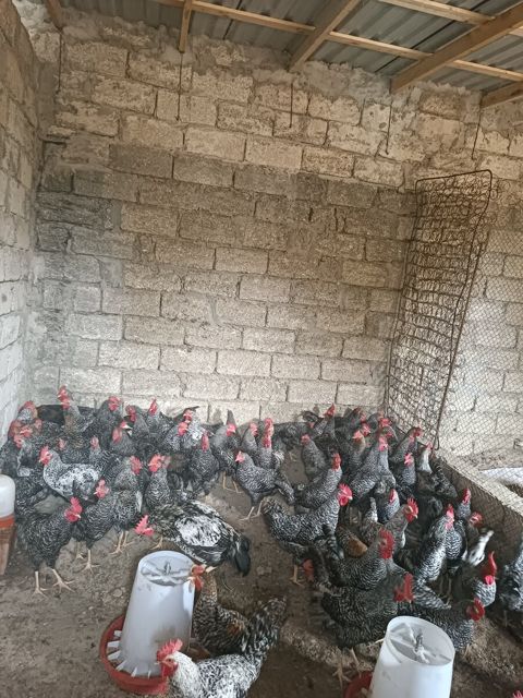 Xoruzlar — Bakı