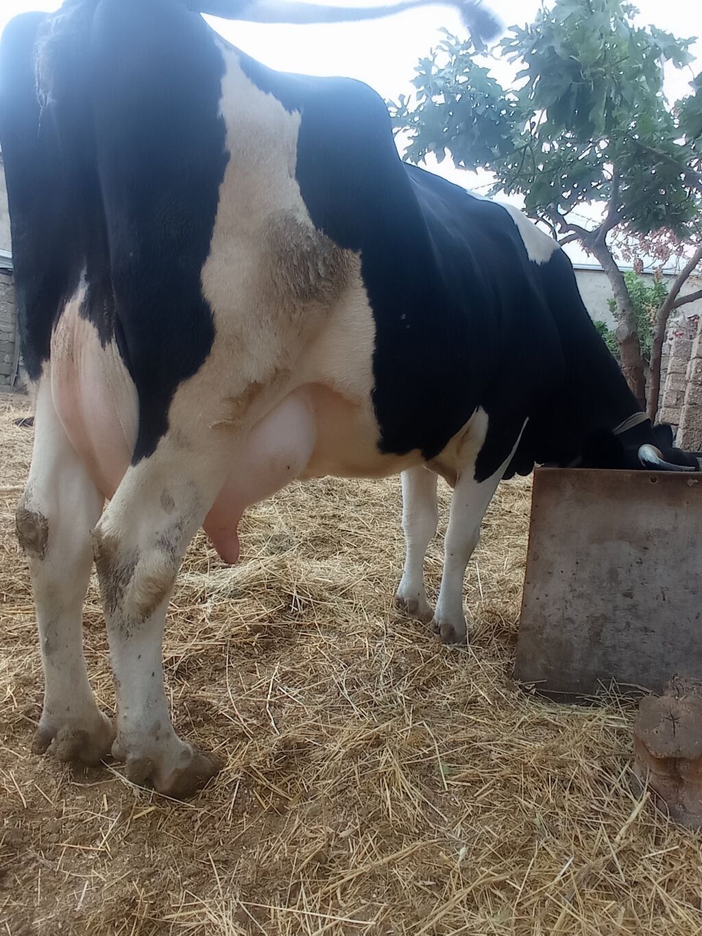 Təzə doğub 3 qarına balası super heyvandı öz qapı malimdı sudu 20 — Heyvanlar, Digah (2)