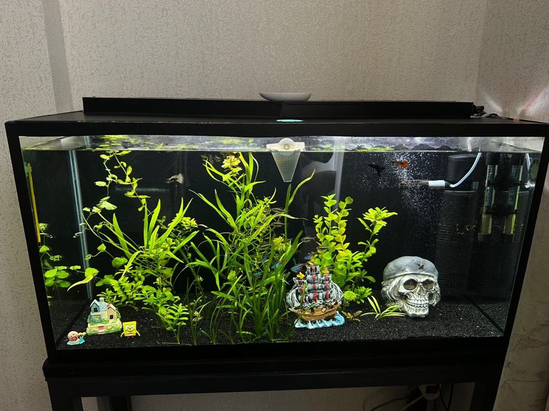 Akvarium — Akvariumlar və balıqlar, Bakı (2)