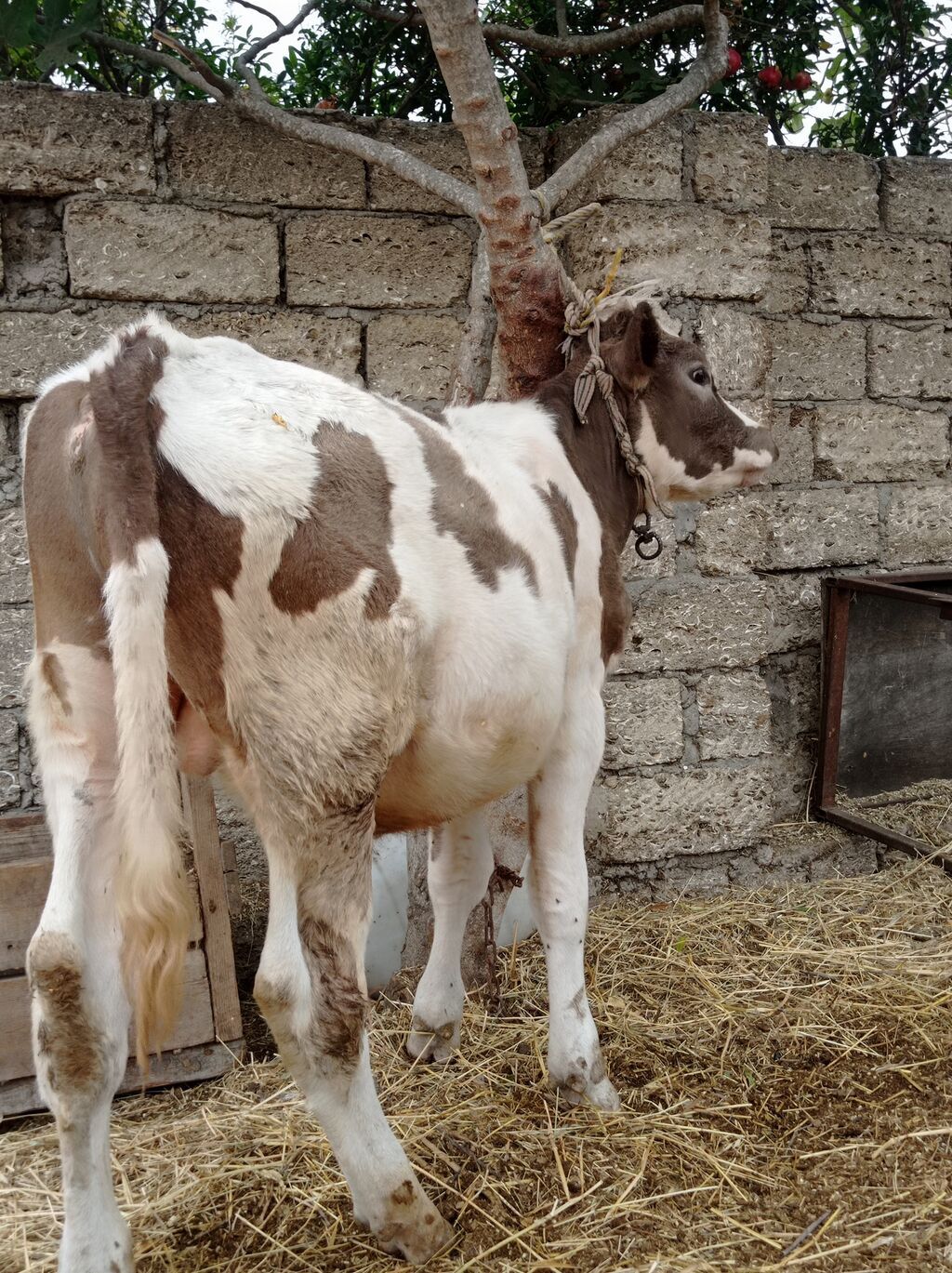 Bir Erkey bir dişisi Erkey 6aylıqdı dişi smental arginal avsdralyadı — Heyvanlar, Digah (8)