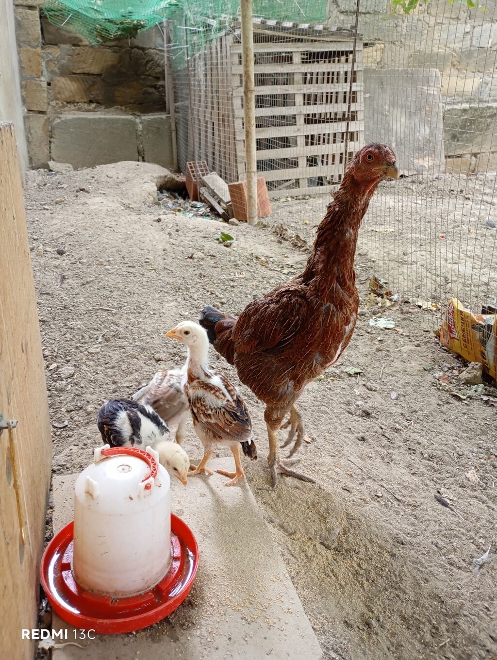Toyuq cücələri, Ətlik — Heyvanlar, Xırdalan (4)