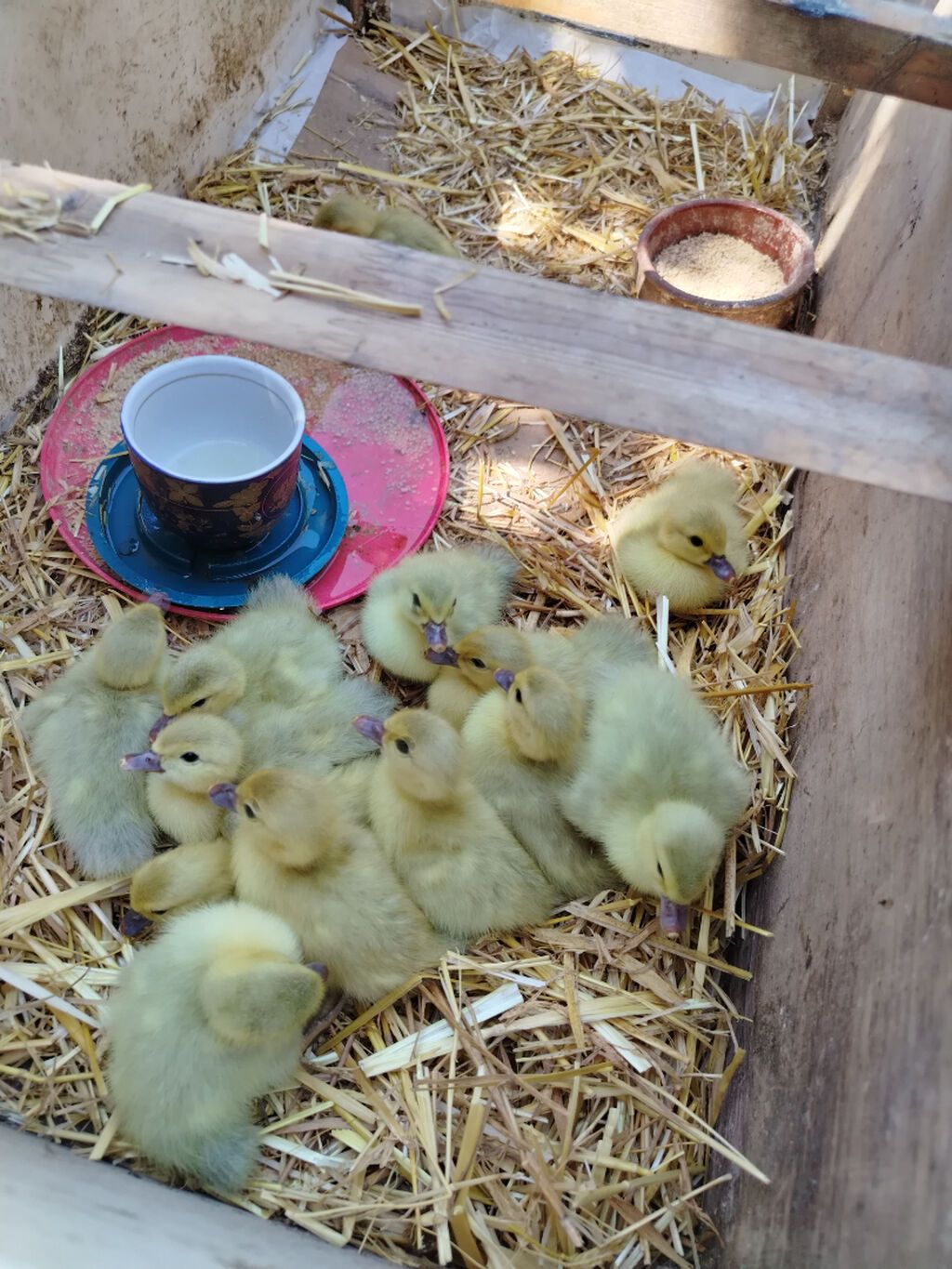 Təmiz cins Lavanda ördəylərim ayına görə qiymət dəyişir 9 manatdan 25 — Quşlar, Sumqayıt (6)