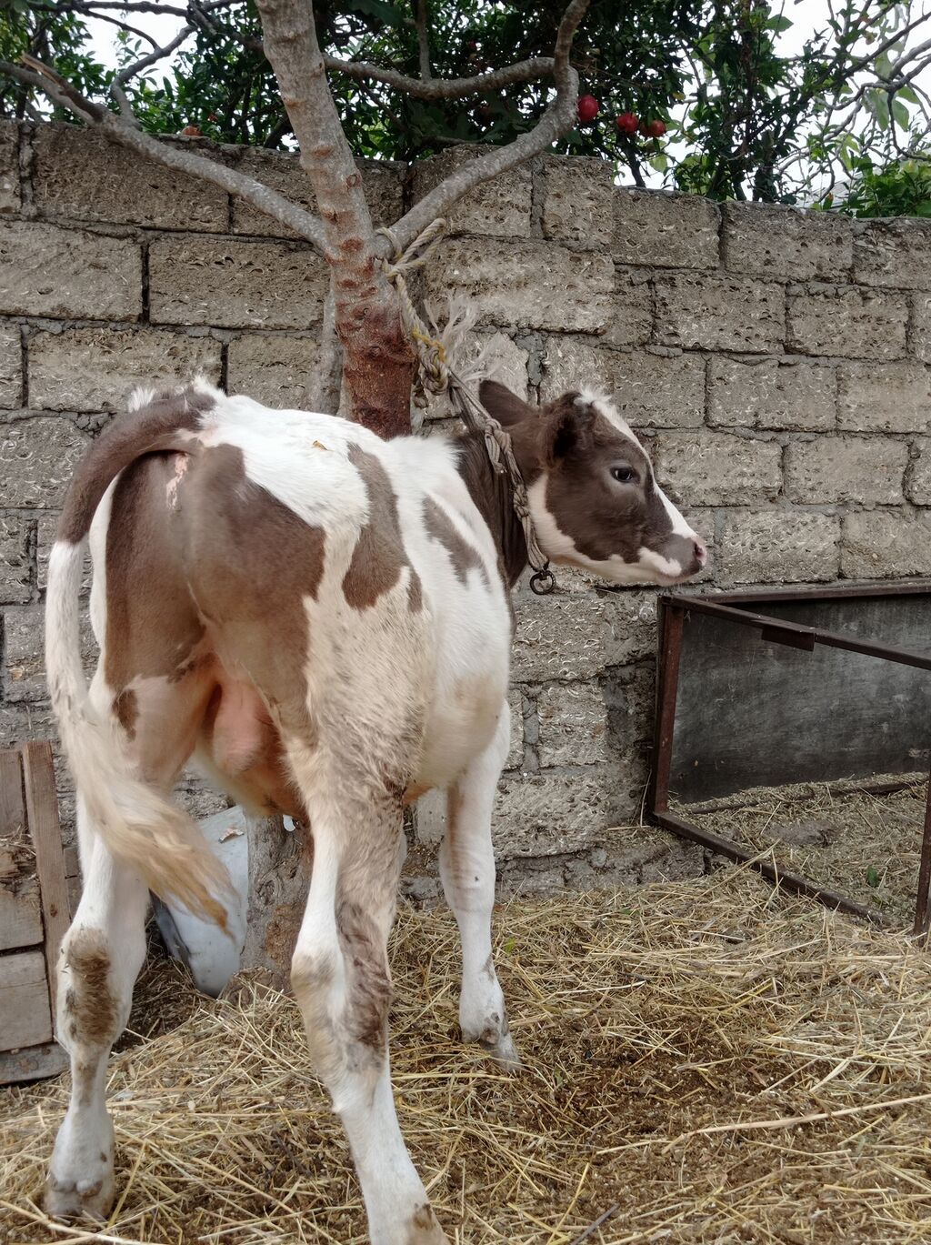 Erkey di öz ineymin balasıdı 6 aylıqdı bine sovxozda — Heyvanlar, Digah (4)