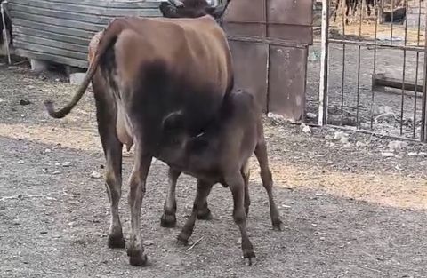 Bu duye 1 ci qarin dogub balasi disidi südüde 5-6litr olur anqus erkek — Sumqayıt