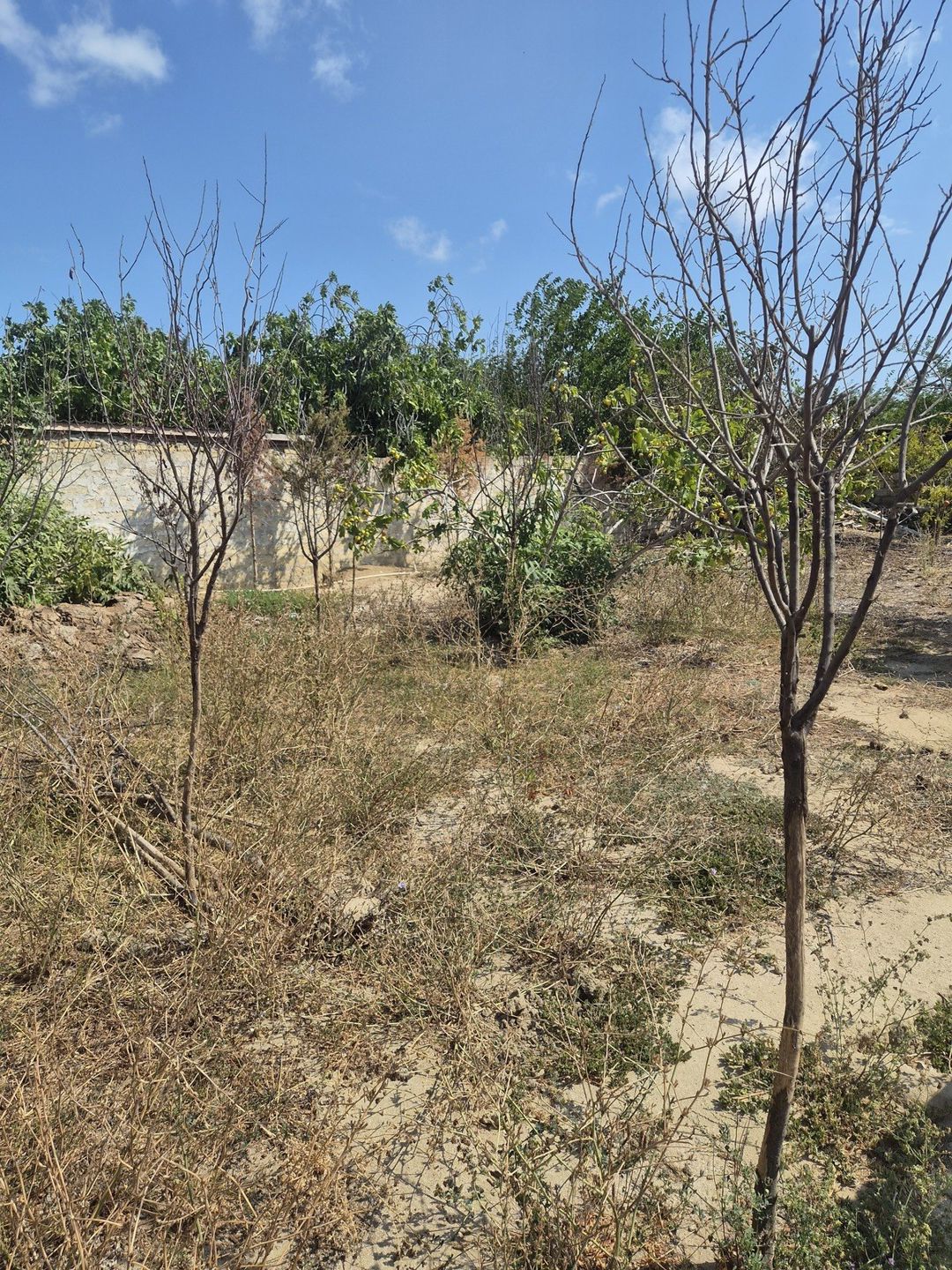 Satılır torpaq 3 sot — Torpaq, Bakı (3)