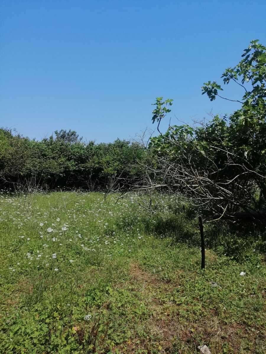 Satılır torpaq 12 sot — Torpaq, Xaçmaz (7)