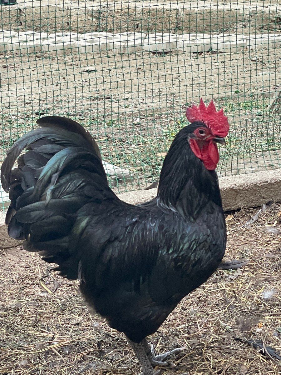 Avstralop yumurtası — Tərəvəz, meyvə və yaşıllıq, Bakı (4)