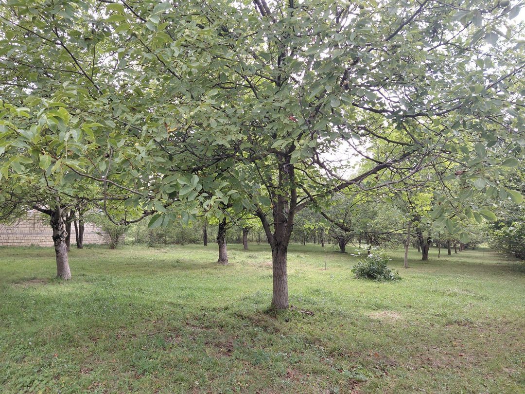 Satılır torpaq 29 sot — Torpaq, Quba (5)