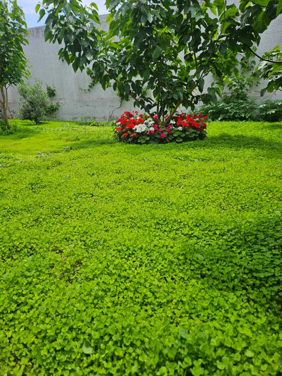 İcarəyə verilir 3 otaqlı həyət evi/bağ evi 360 m² — Ev, villa, Bakı (6)