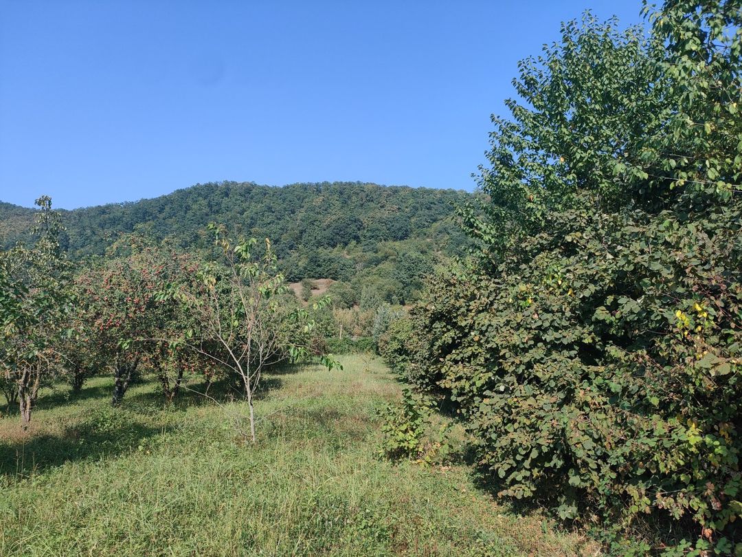 36 sot torpaq sahəsi, Qəbələ r — Torpaq, Qəbələ (7)