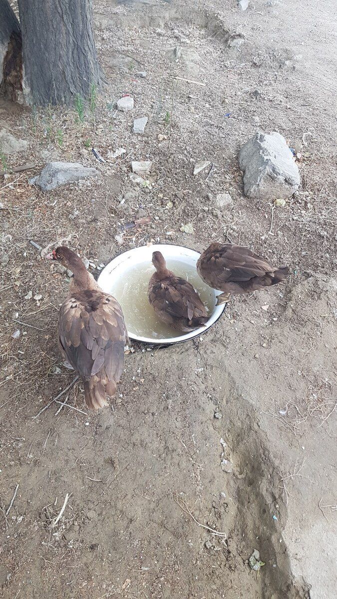 Ördəklər — Quşlar, Bakı (3)
