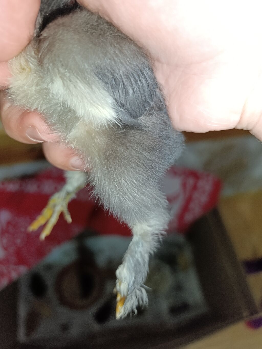 Toyuq cücələri — Black, Buff Brahma — Toyuq və xoruz, Biləsuvar (2)