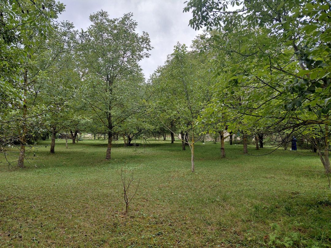 Satılır torpaq 29 sot — Torpaq, Quba (7)