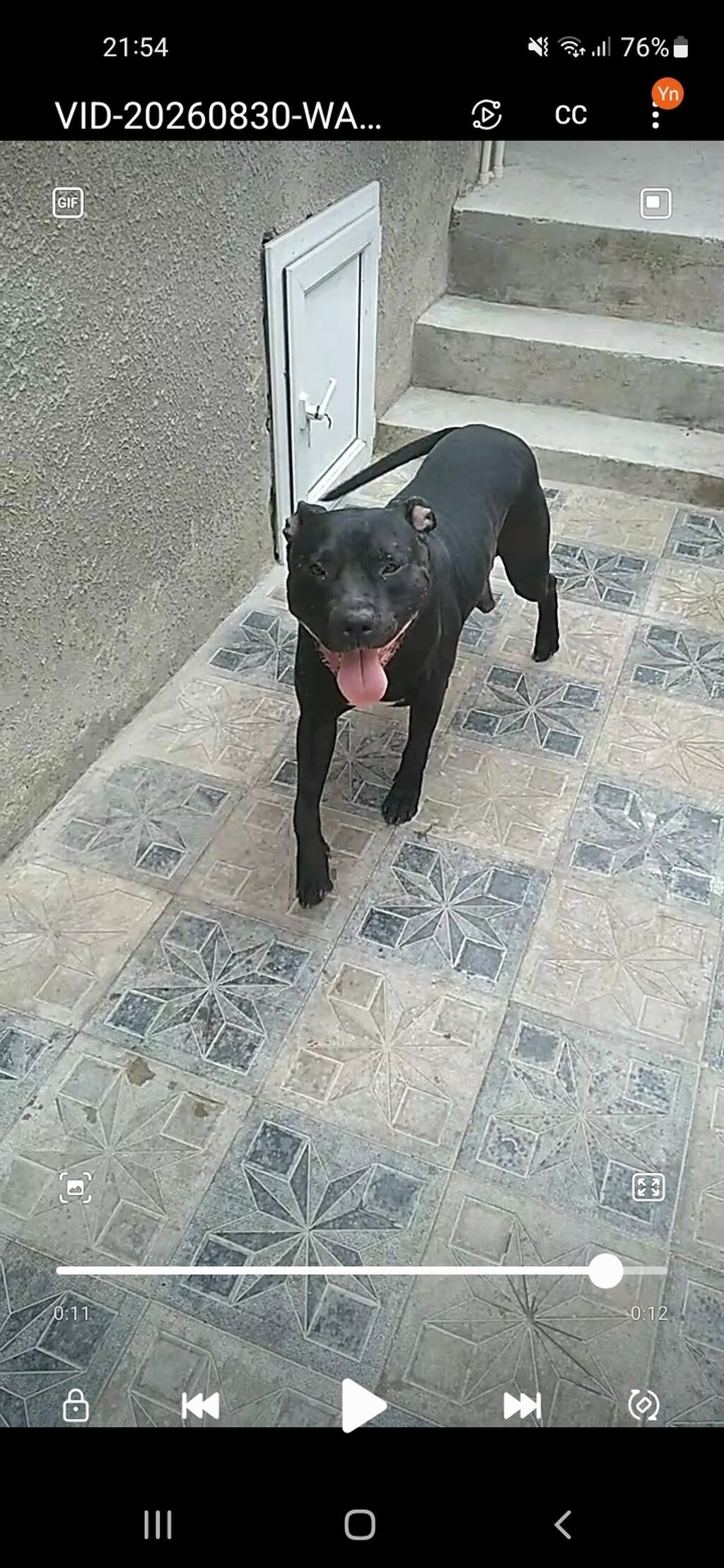 Pitbul — Heyvanlar, Bakı (2)