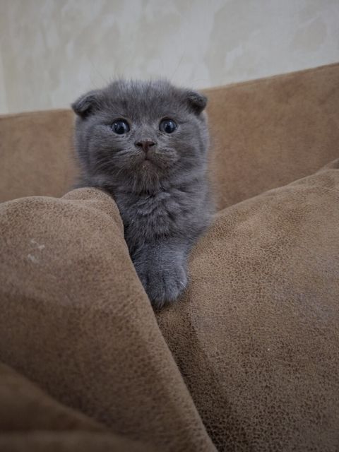 Şotland pişiyi — Bakı