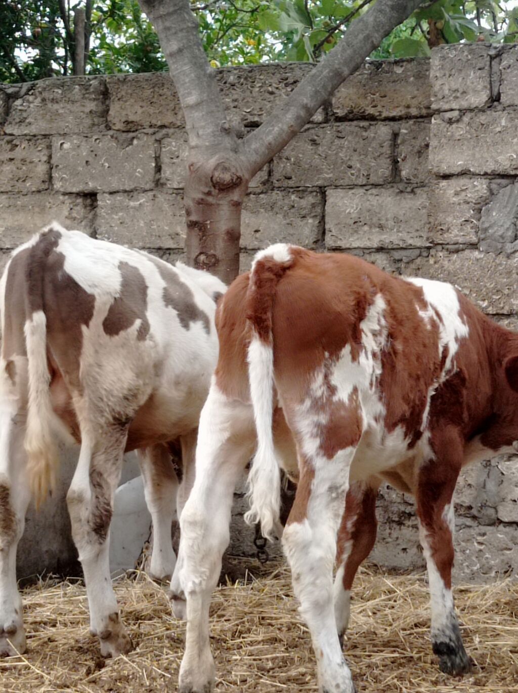 Bir Erkey bir dişisi Erkey 6aylıqdı dişi smental arginal avsdralyadı — Heyvanlar, Digah (9)