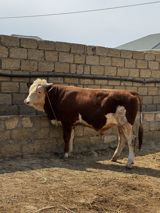 Erkək simmental dana İki baş təmiz qan erkək simmental dana satılır — Məhəmməd