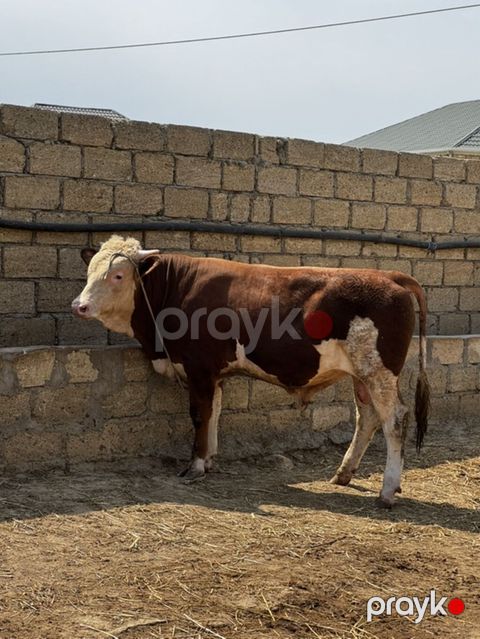 Erkək simmental dana İki baş təmiz qan erkək simmental dana satılır