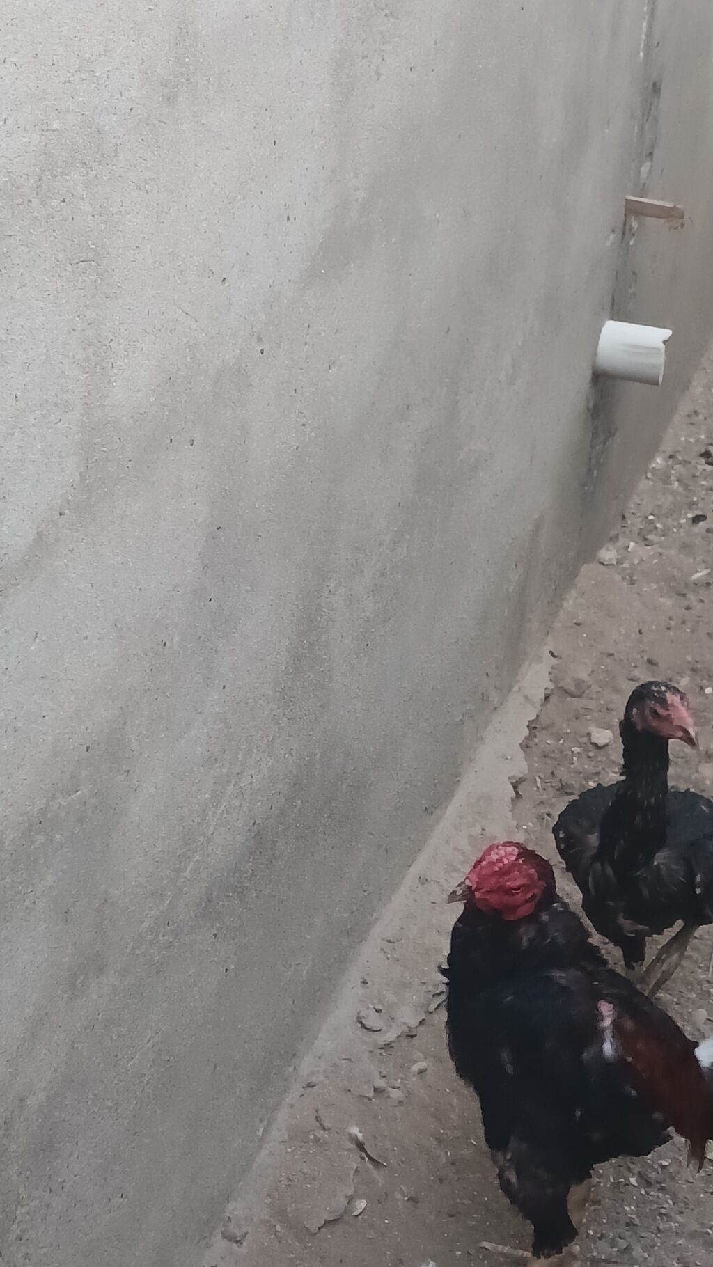 Salam olsun heyrati türk cinsidir temiz saglamdir doyusune soz yoxdu — Toyuq və xoruz, Digah (3)