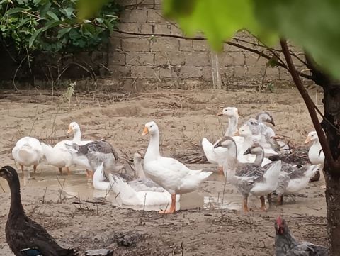 Erkək, Linda, Damazlıq, Ödənişli çatdırılma — Digah