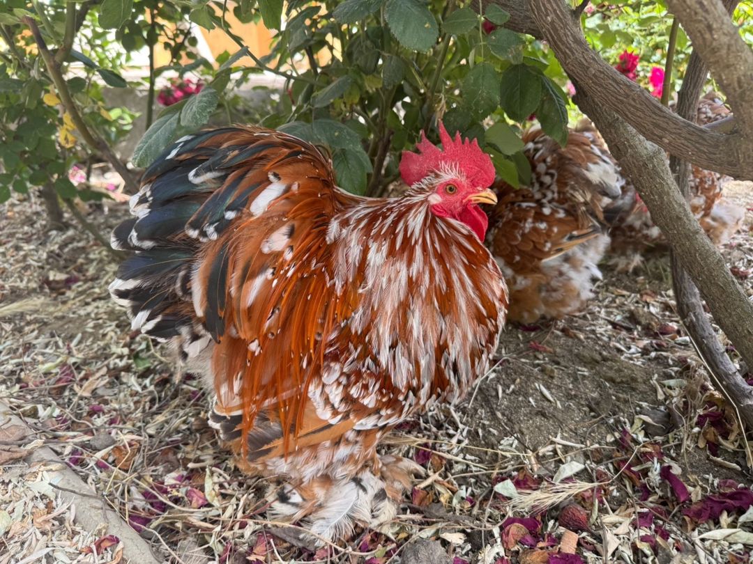 Porselen Karlik Koxin cücələri — Quşlar, Bakı (3)