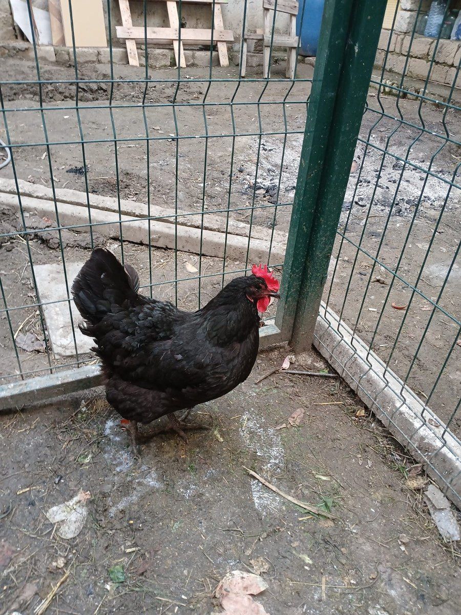 Avstralop yumurtası — Tərəvəz, meyvə və yaşıllıq, Bakı (11)